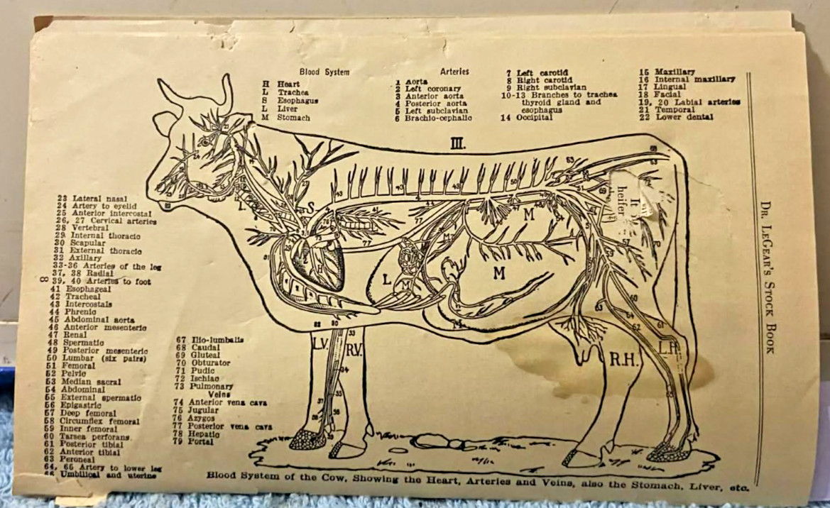 1936 Dr LeGears Live Stock Manual Cows Sheep Hogs Horses