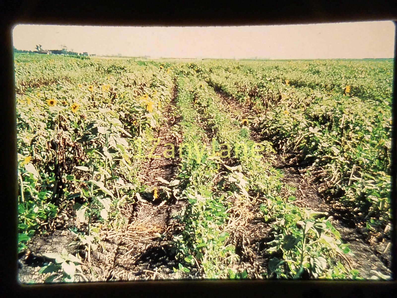 AC1220 35mm Slide of an Allis-Chalmers from MEDIA ARCHIVES SUNFLOWER FIELD