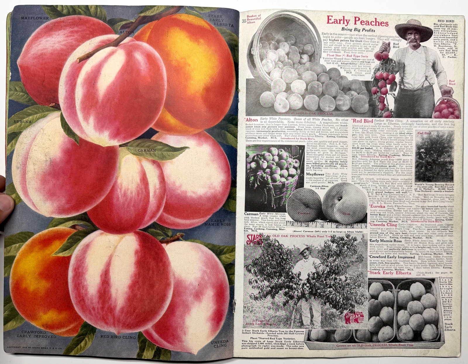 1922 STARK BROS 20TH CENTURY FRUITS NURSERY CATALOG GOLDEN DELICIOUS APPLE PEACH