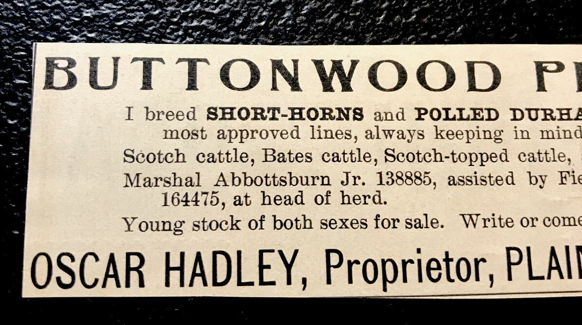 1902 Buttonwood Place Farm Cattle Cow Advertising – Plainfield – Indiana