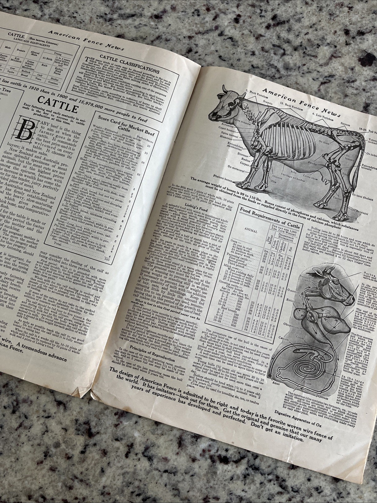 Antique 1915 American Farm Fence Cattle Trade Magazine Comet Shorthorn Bull