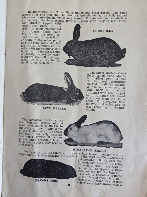 c1930 Rabbit Raising How to Begin Agriculture Advvertising Montgomery Ward & Co.