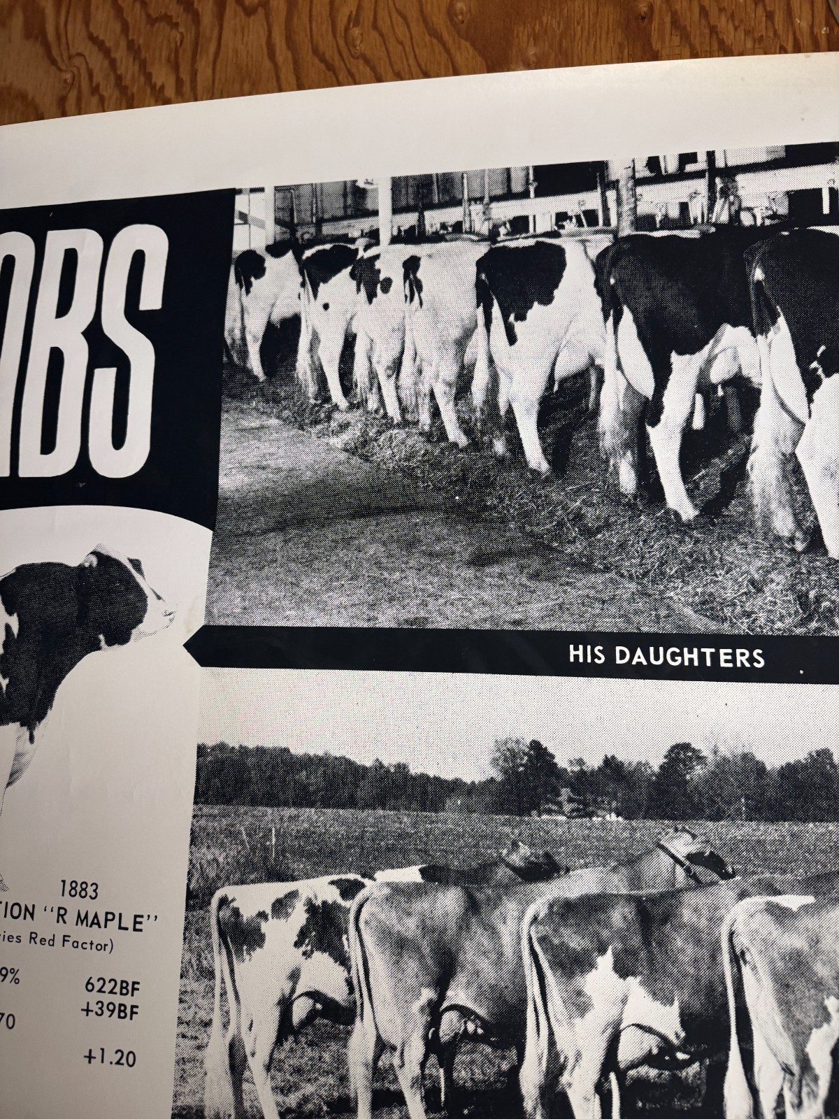 1970 Milk Line Bull Cow Dairy ABS American Breeders Service Advertising Poster