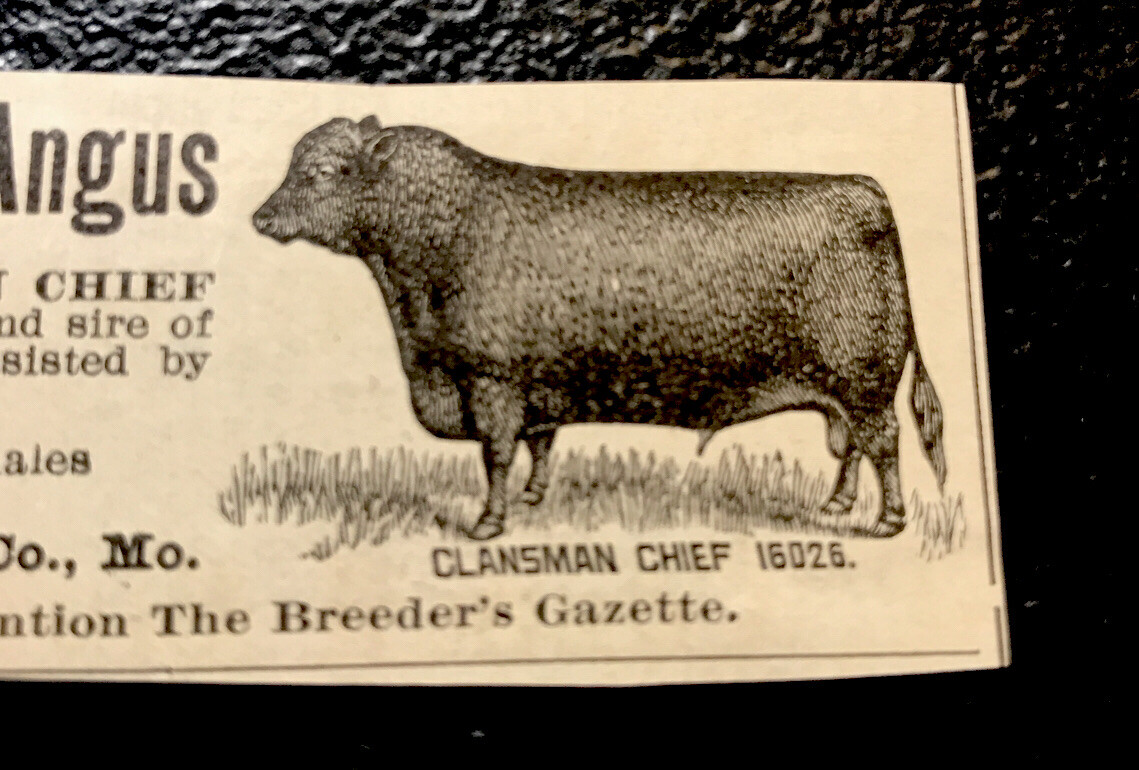 1902 Maplehurst Farm Cattle Cow Advertising – Maryville – Missouri
