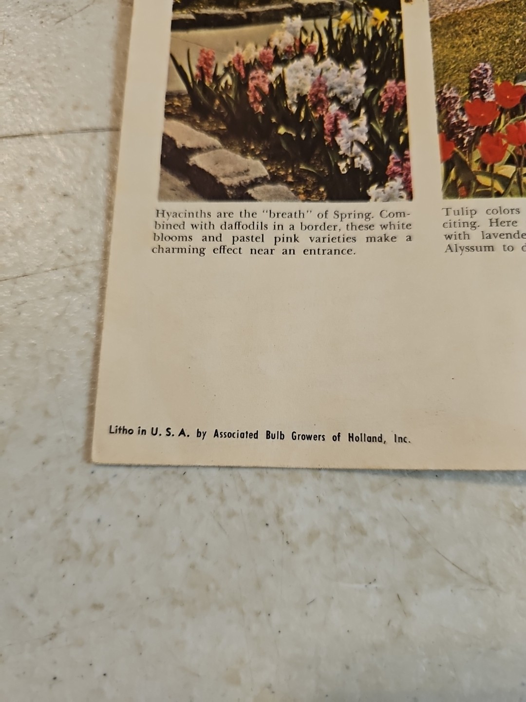 Vintage Associated Bulb Growers of Holland Brochure Dutch Bulbs