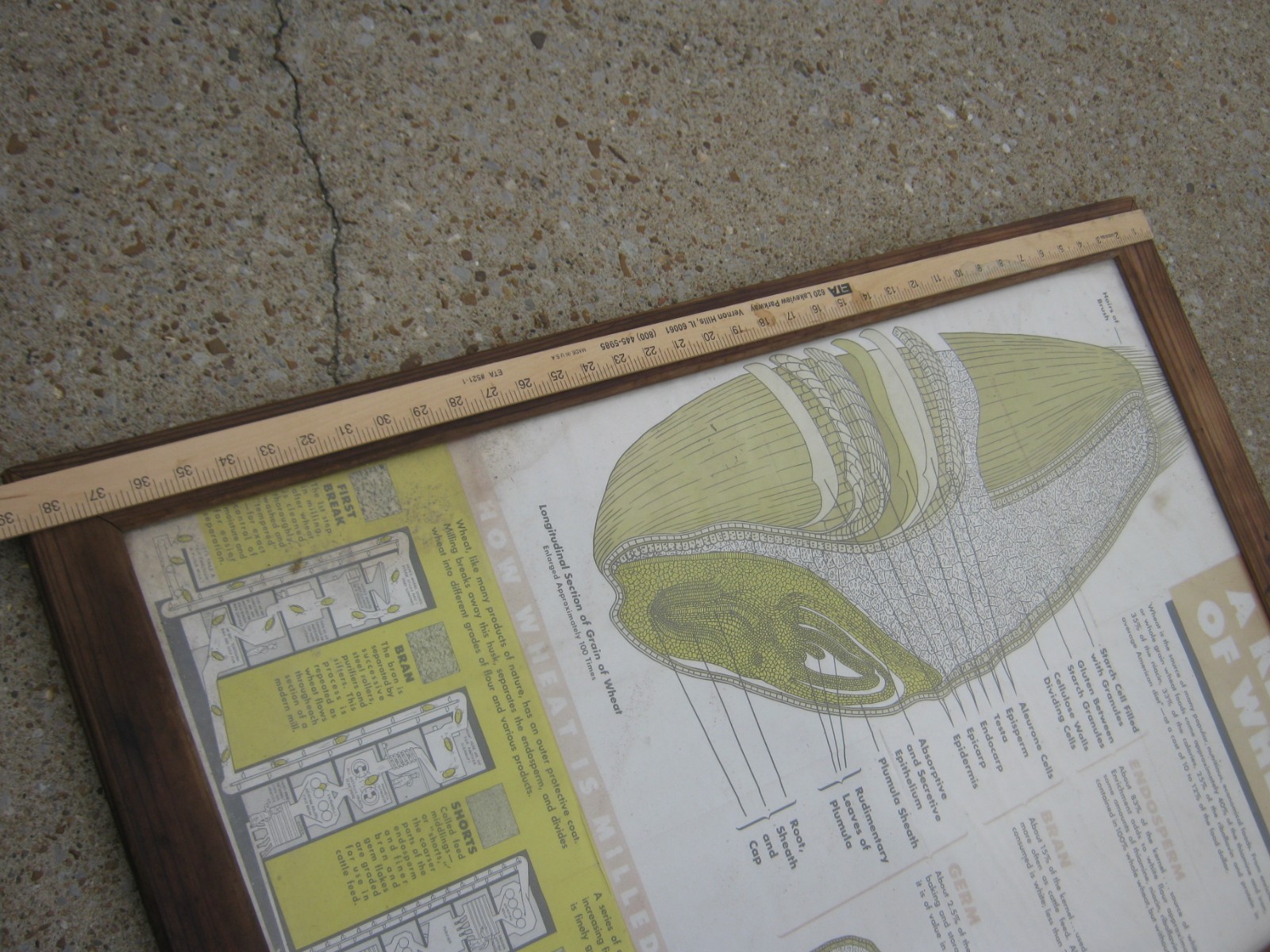 Vintage A Kernel Wheat Large Farm Poster Print Glass & Wood Frame 38.5&Prime; x 26.5&Prime;