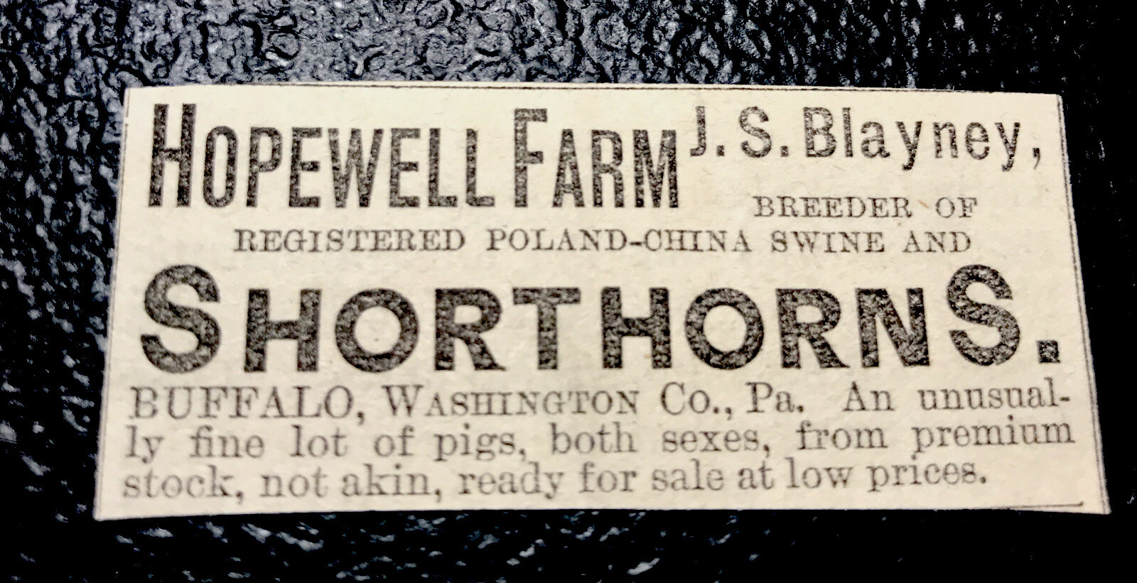 1886 Hopewell Farm Cattle Cow Advertising – Buffalo – Pennsylvania
