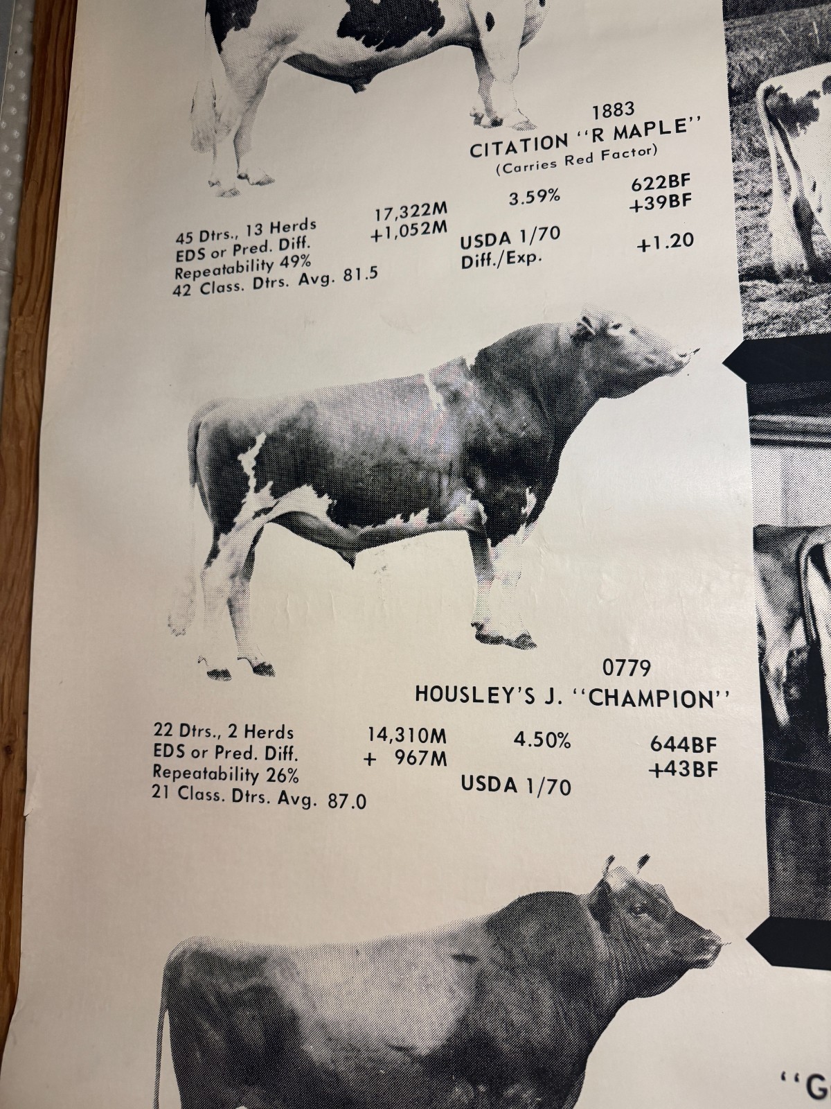 1970 Milk Line Bull Cow Dairy ABS American Breeders Service Advertising Poster