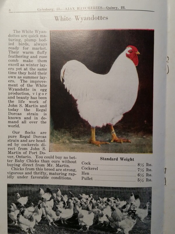 1927 Day-Old Baby Chicks Catalog Ajax Hatcheries Galesburg Quincy Illinois