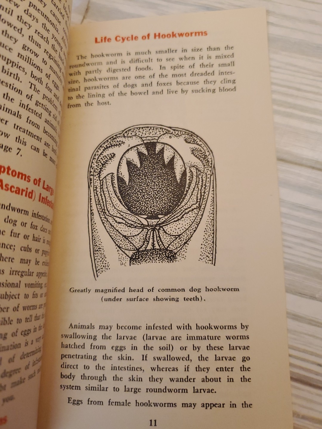 1927 NEMA Worm Capsules Prevention of Dog Diseases Parke Davis & Co. Brochure