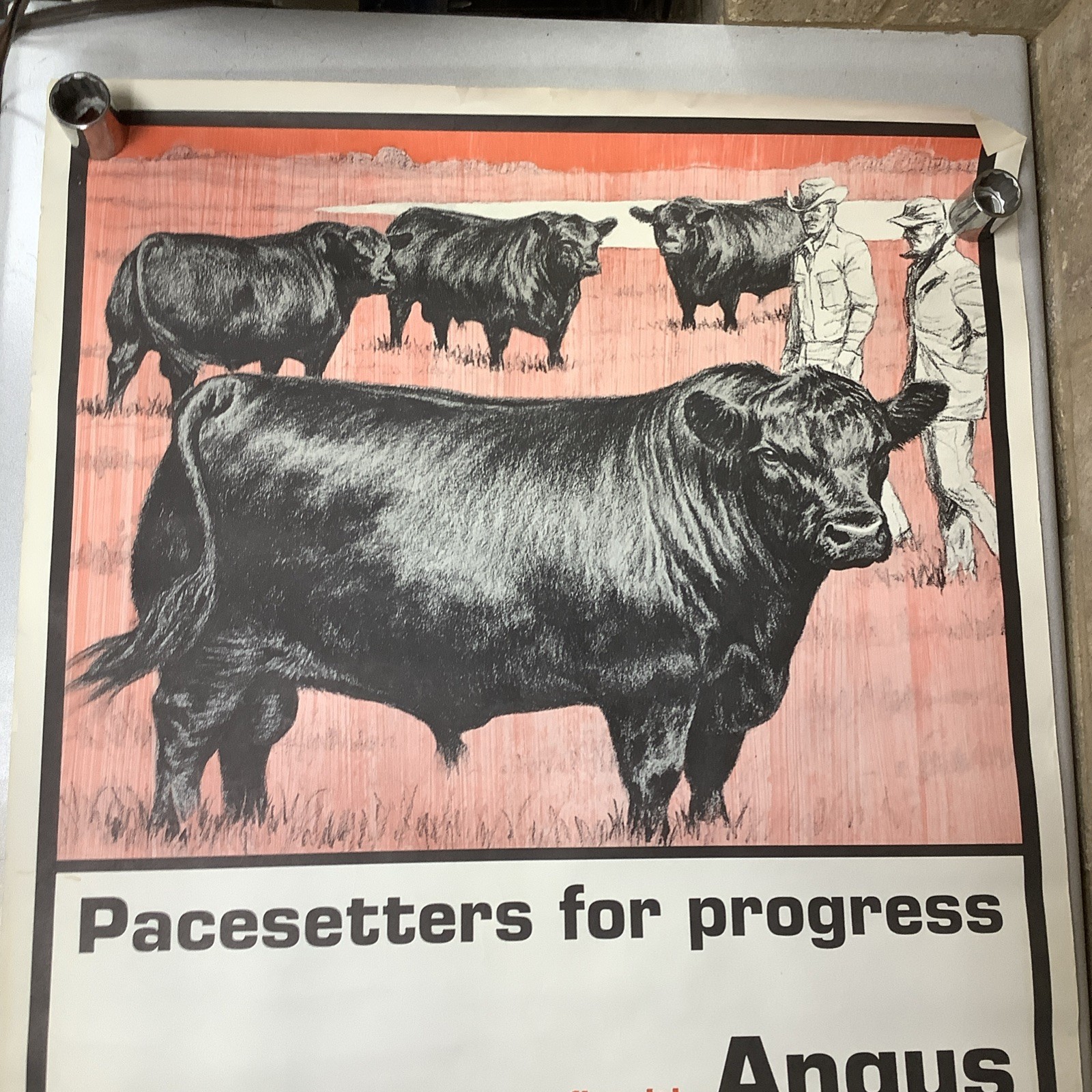 Vintage Angus Cattle Advertising Poster 1950’s 60’s ? Nice Graphics