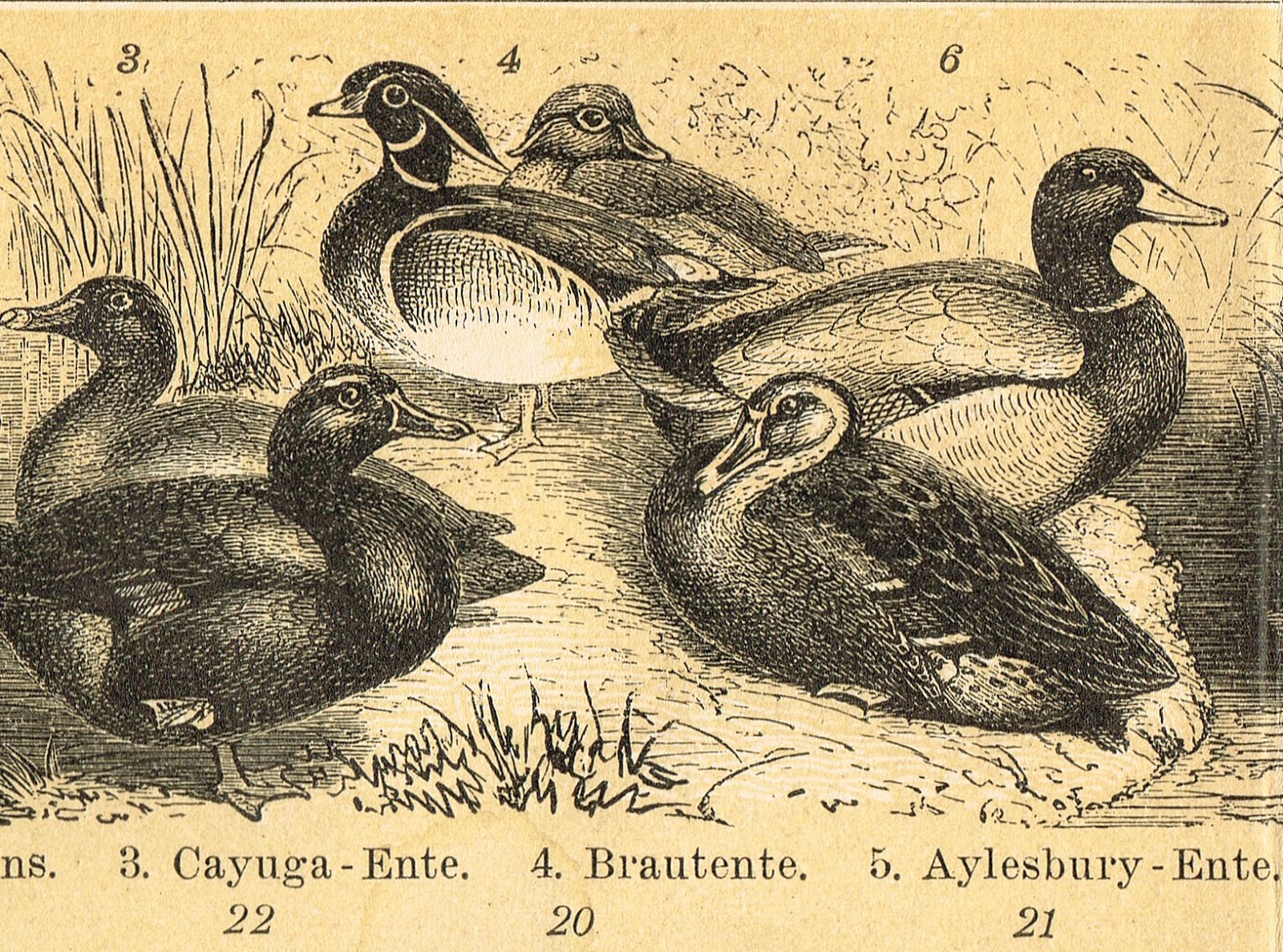 POULTRY 1895 Ducks Chickens Geese Turkey Antique Original Vintage PRINTS