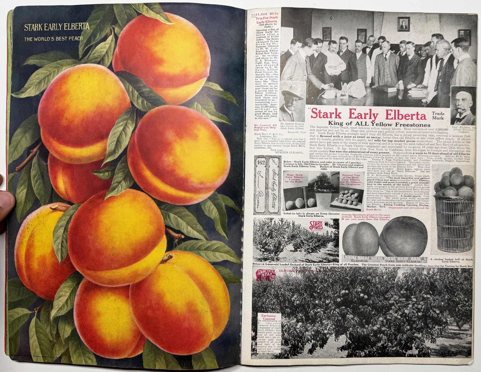 1922 STARK BROS 20TH CENTURY FRUITS NURSERY CATALOG GOLDEN DELICIOUS APPLE PEACH