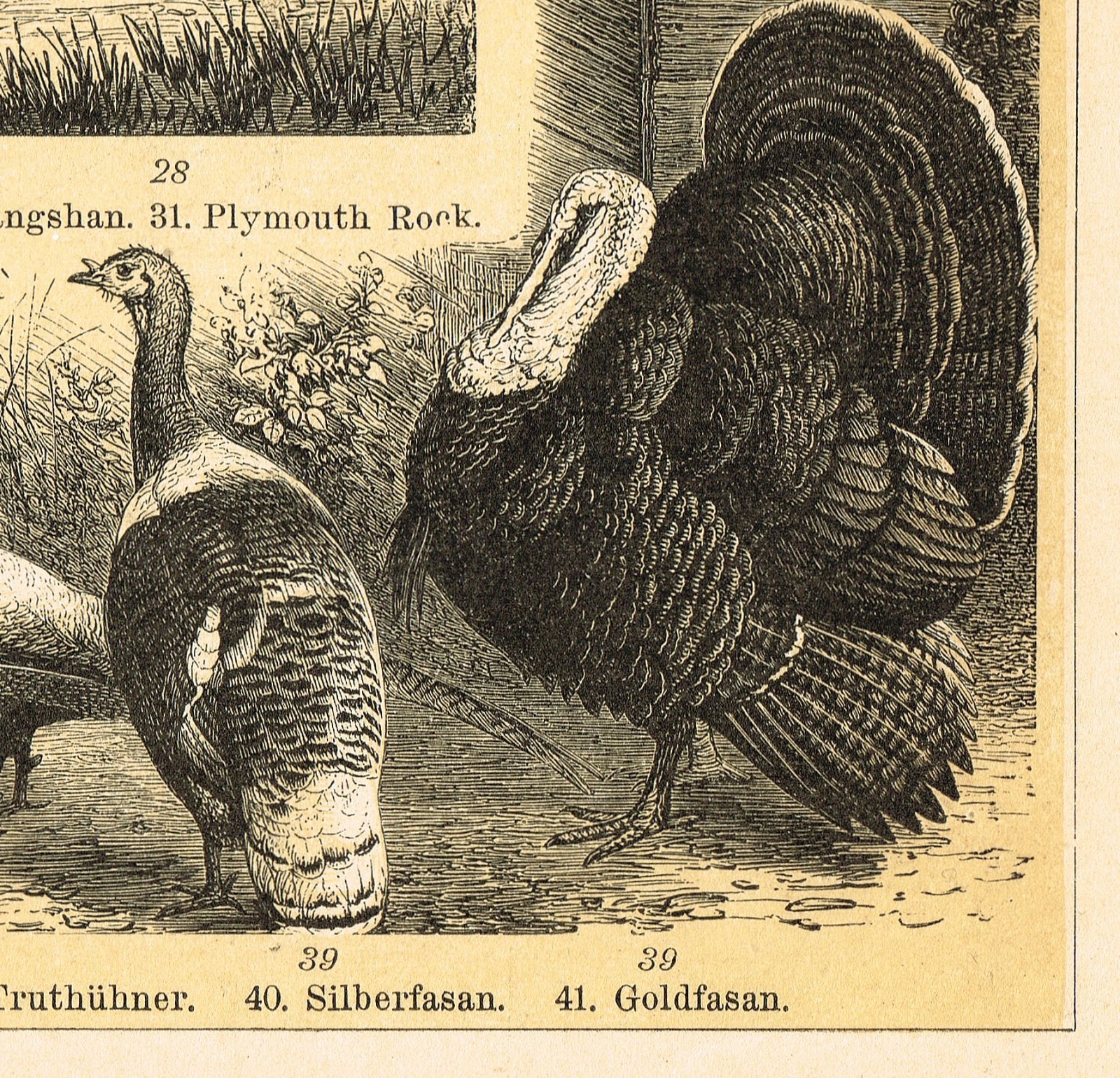 POULTRY 1895 Ducks Chickens Geese Turkey Antique Original Vintage PRINTS