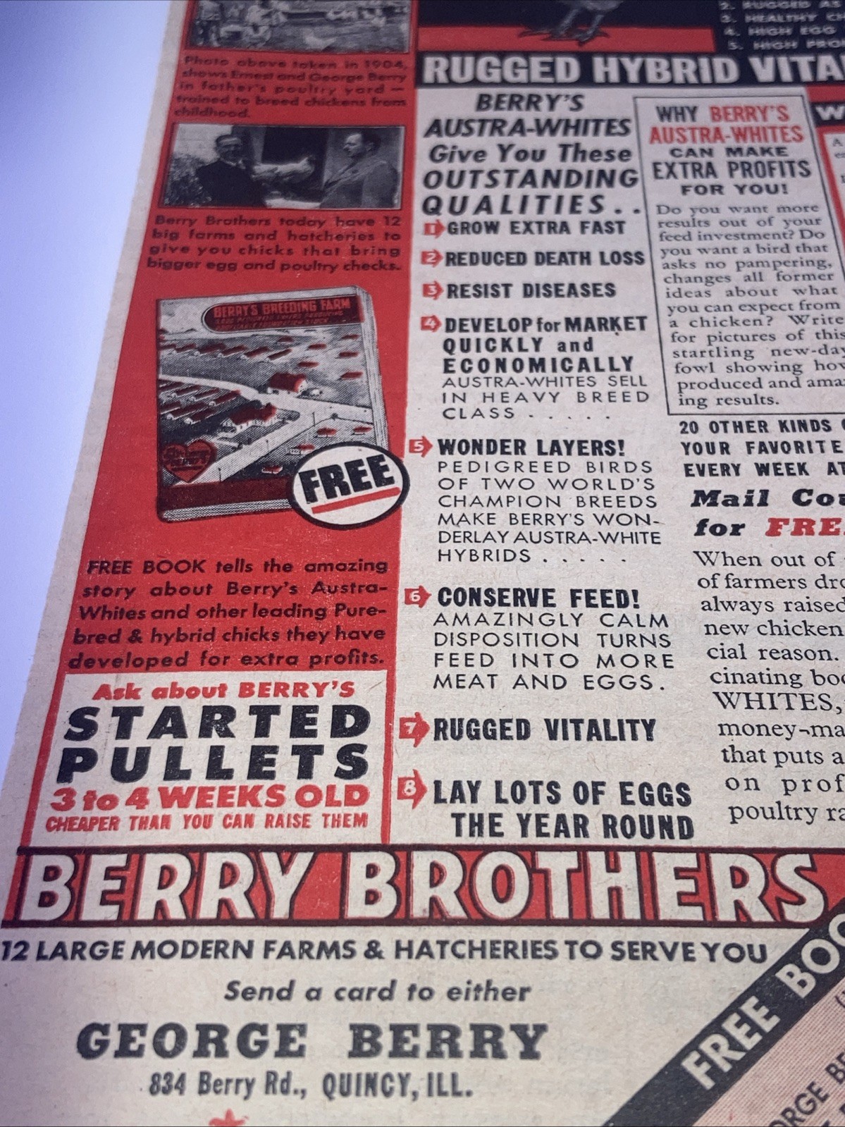Berry’s Austra-Whites Poultry Vintage Print Ad 1945 5.25”X11” Hybrid Chickens PT