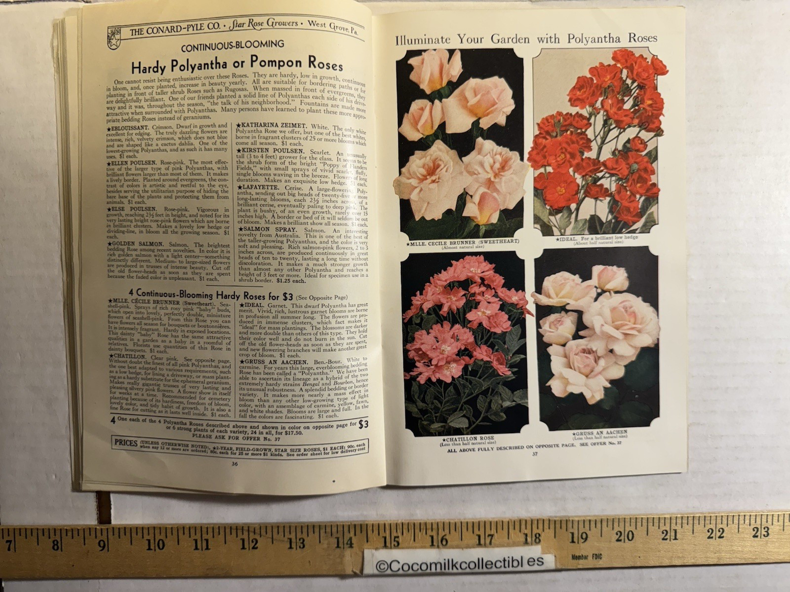 Vintage 1931 The Conard-Pyle CO Star Rose Growers Catalog West Grove PA