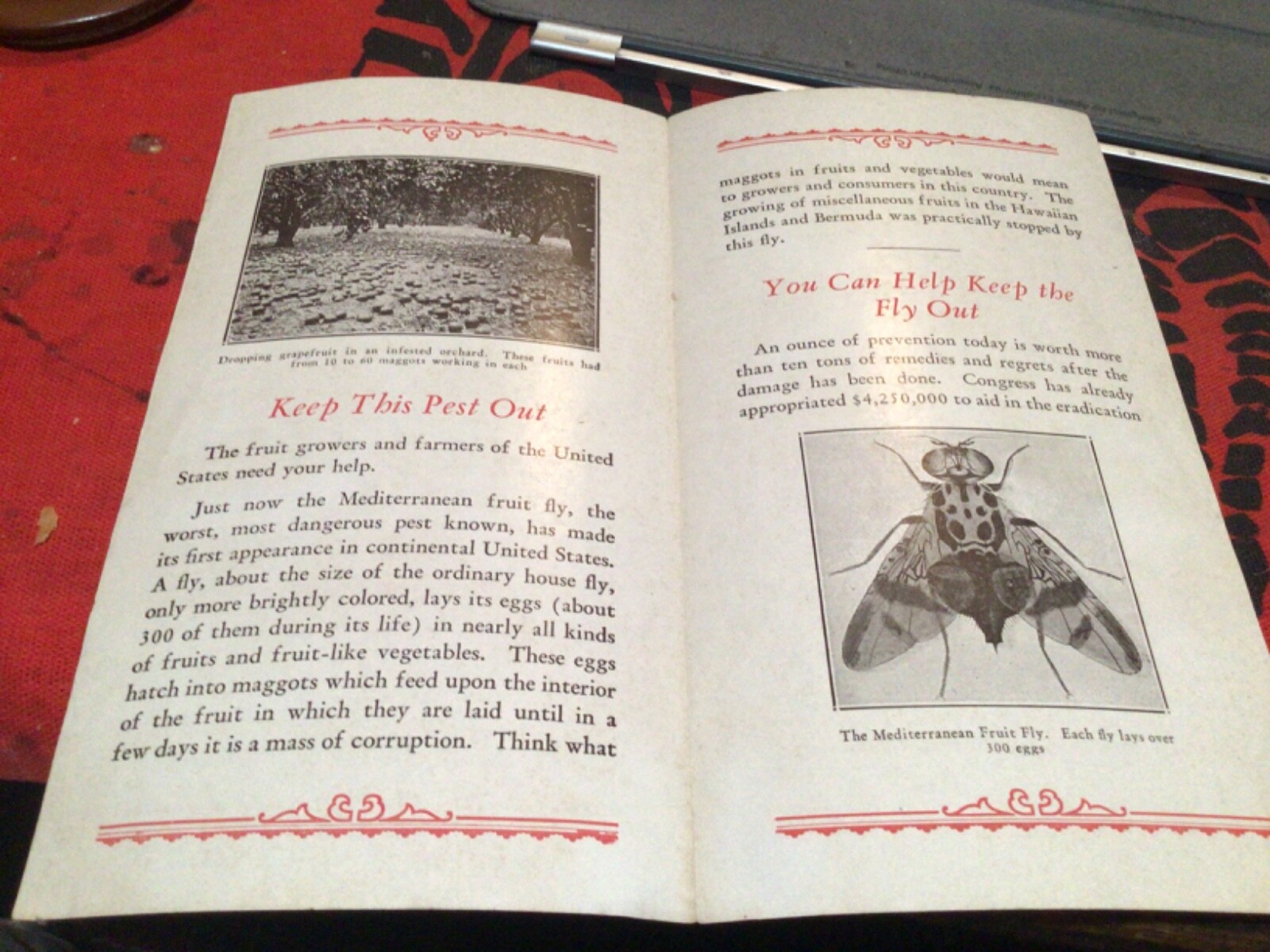 1929 Keep the Fruit Fly Out of California Brochure