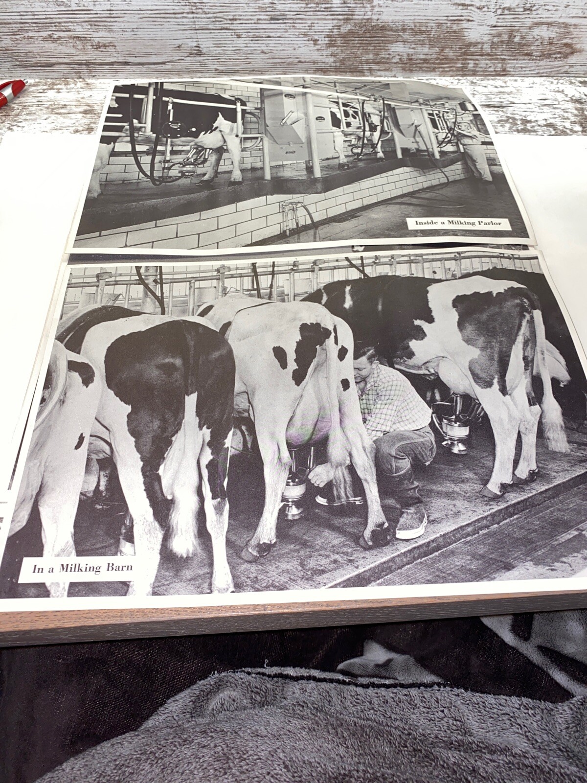 2 Vintage 9×13 Poster Black & White In A Milking Barn Inside A Milking Parlor