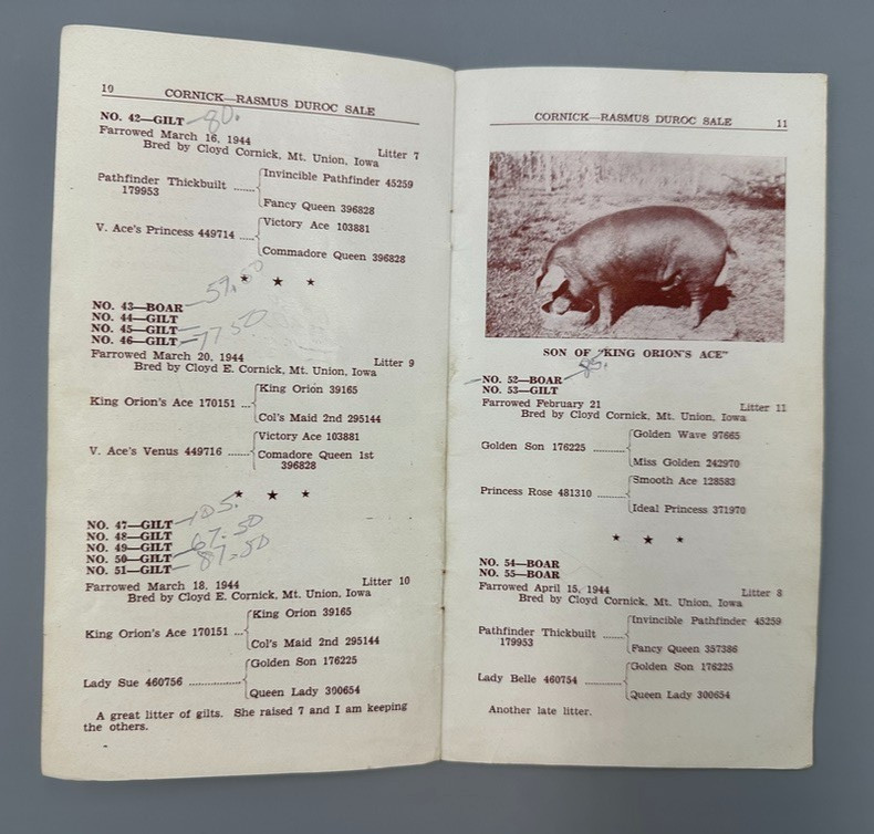 1944 DUROC BOAR Gilt PIG SWINE Sale AUCTION Brochure MT UNION IOWA Vintage Farm