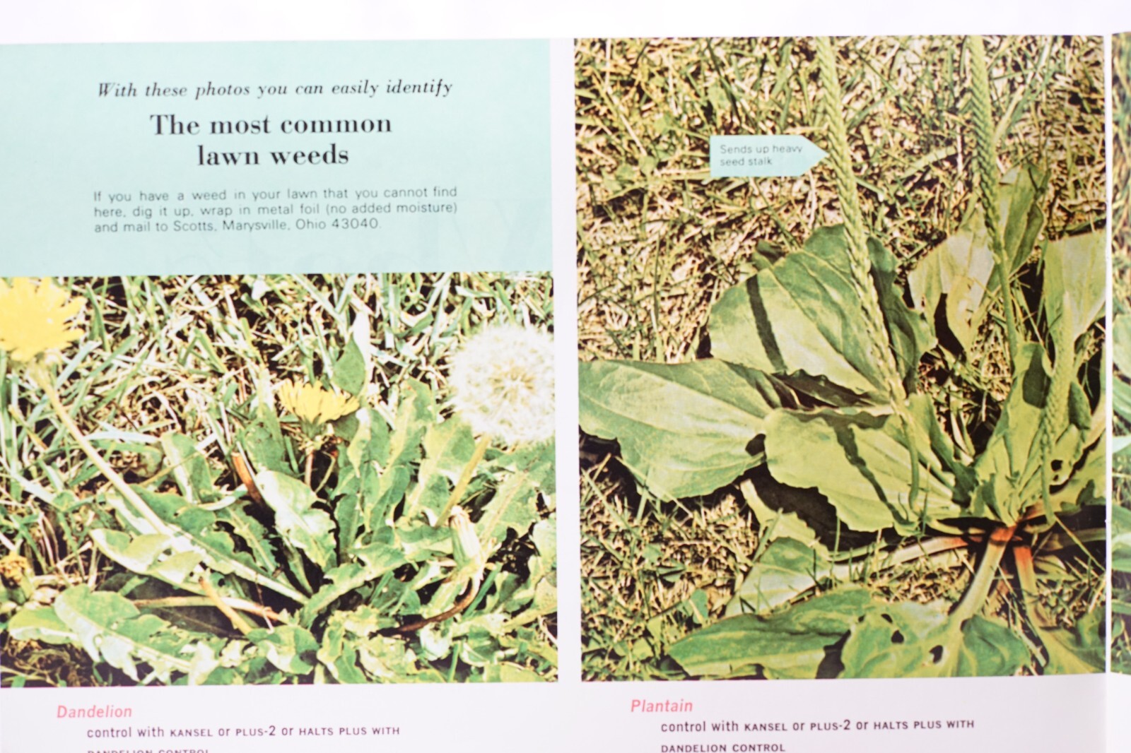Whats That Weed? Original Vintage Agricultural Brochure Scotts Turf Builder