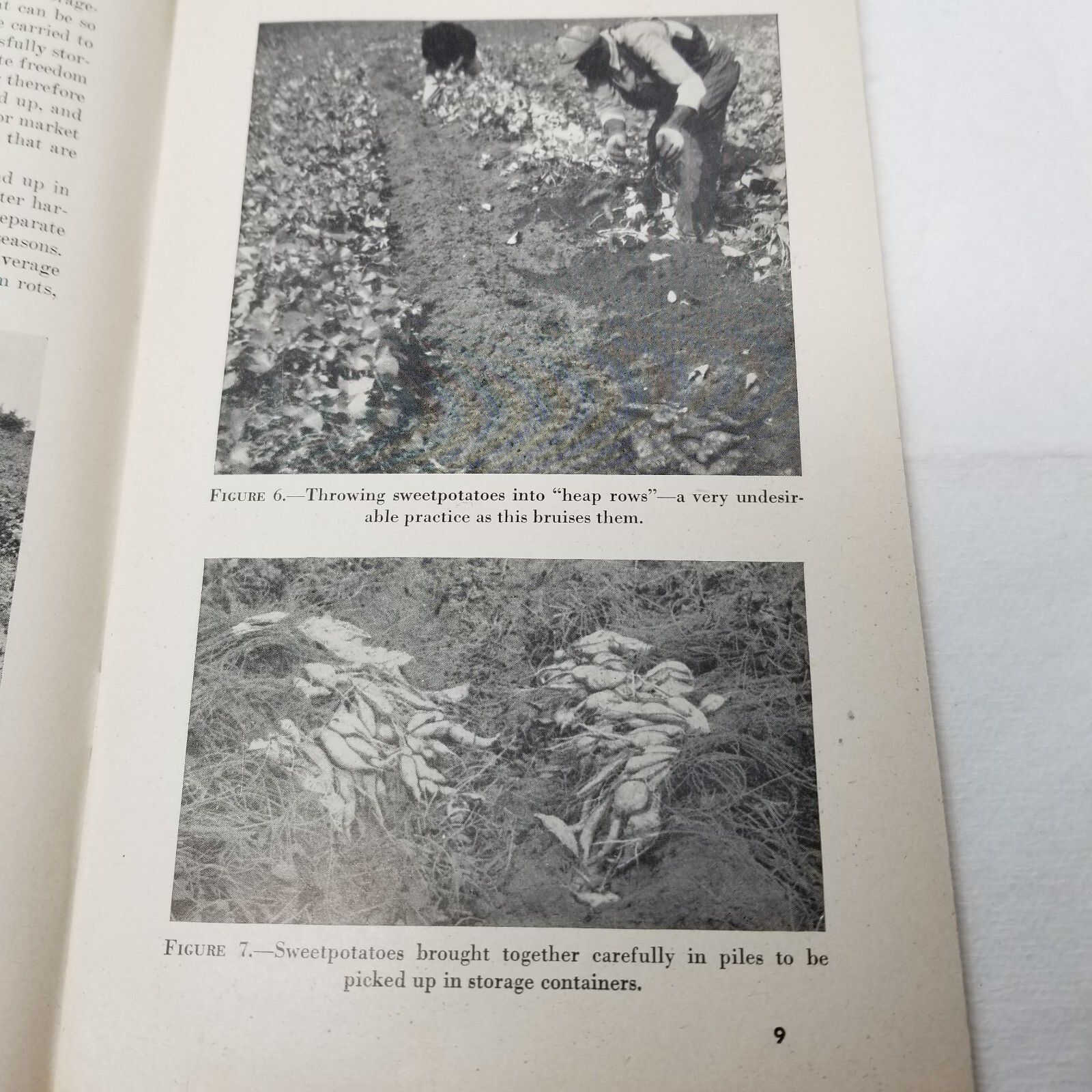 Storage of Sweet Potatoes 1948 Farmers&rsquo; Bulletin Booklet 1442 USDA Photos Charts