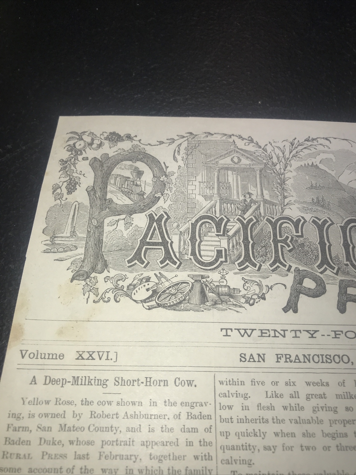 1883 Baden Farm Short Cow Advertising & Article – San Mateo County California