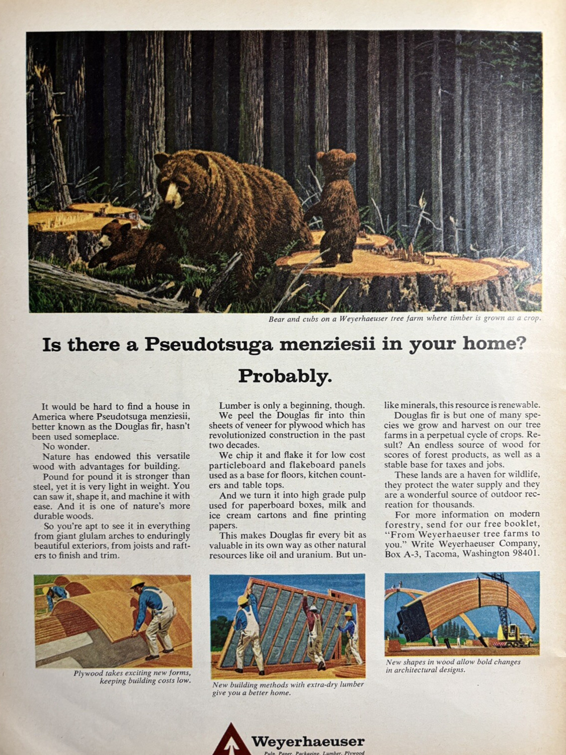 1965 Weyerhaeuser Co Tacoma Wash Pulp Paper Lumber Plywood Bear VTG Print Ad