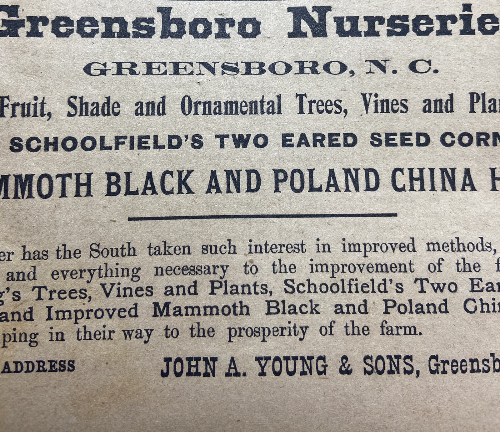 1914 Greensboro Nurseries John A Young And Sons North Carolina Advertisement