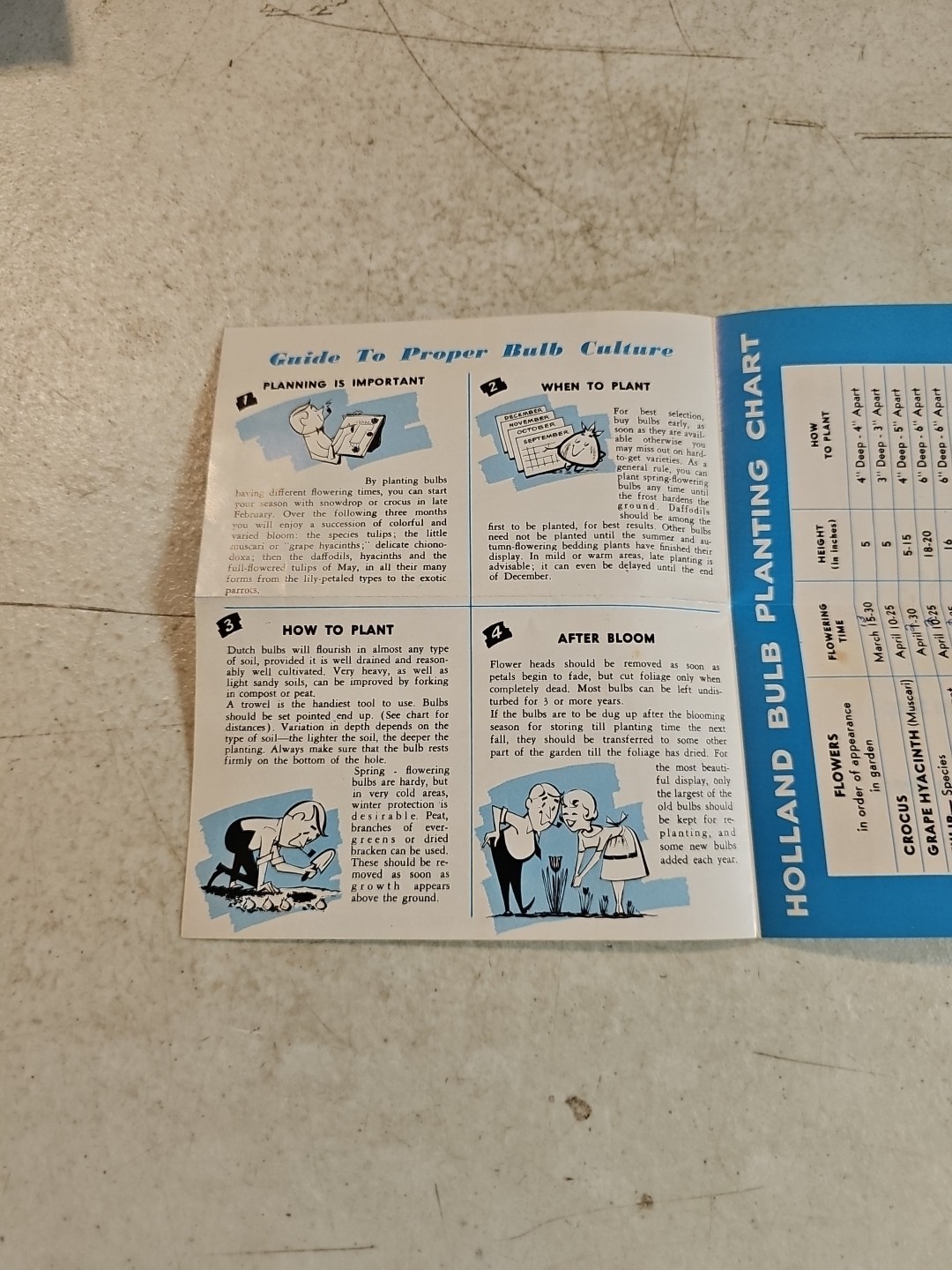 Vintage Associated Bulb Growers of Holland Brochure. Highlands Garden Shop PA