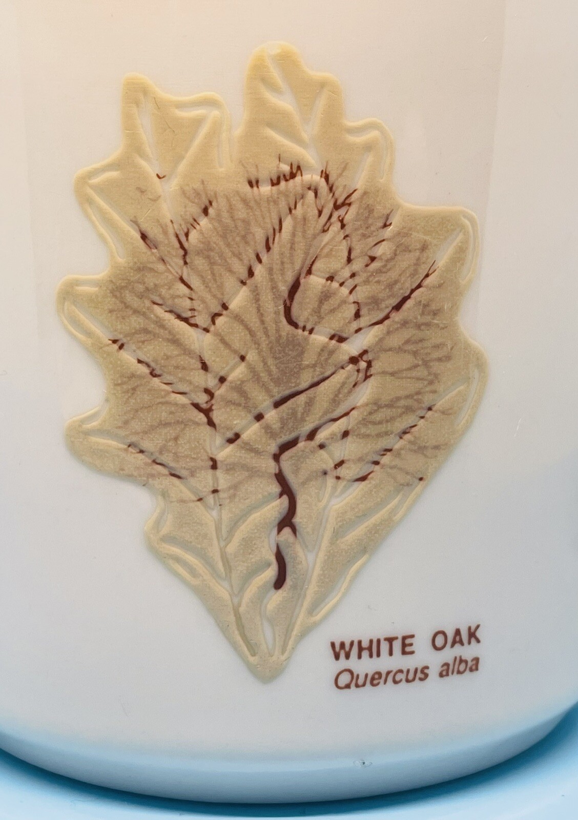Audubon Naturalist Society Mug Raised Leaves Leaf Identification