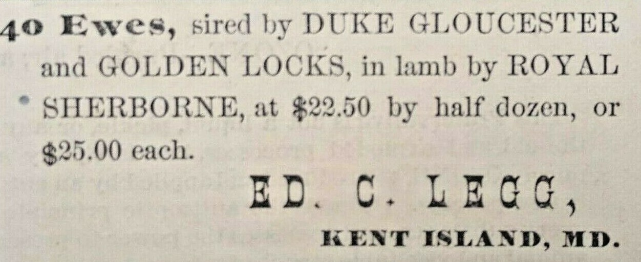 1881 Kent Island Maryland Vintage Print Ad Ed C. Legg Sheep for Sale Classified
