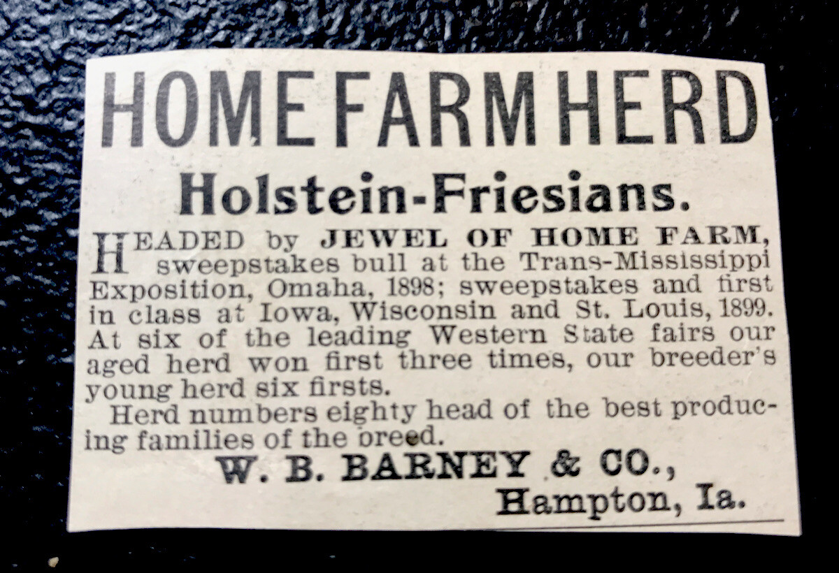 1900 Barney Farm Cattle Advertising – Hampton – Iowa – Cow