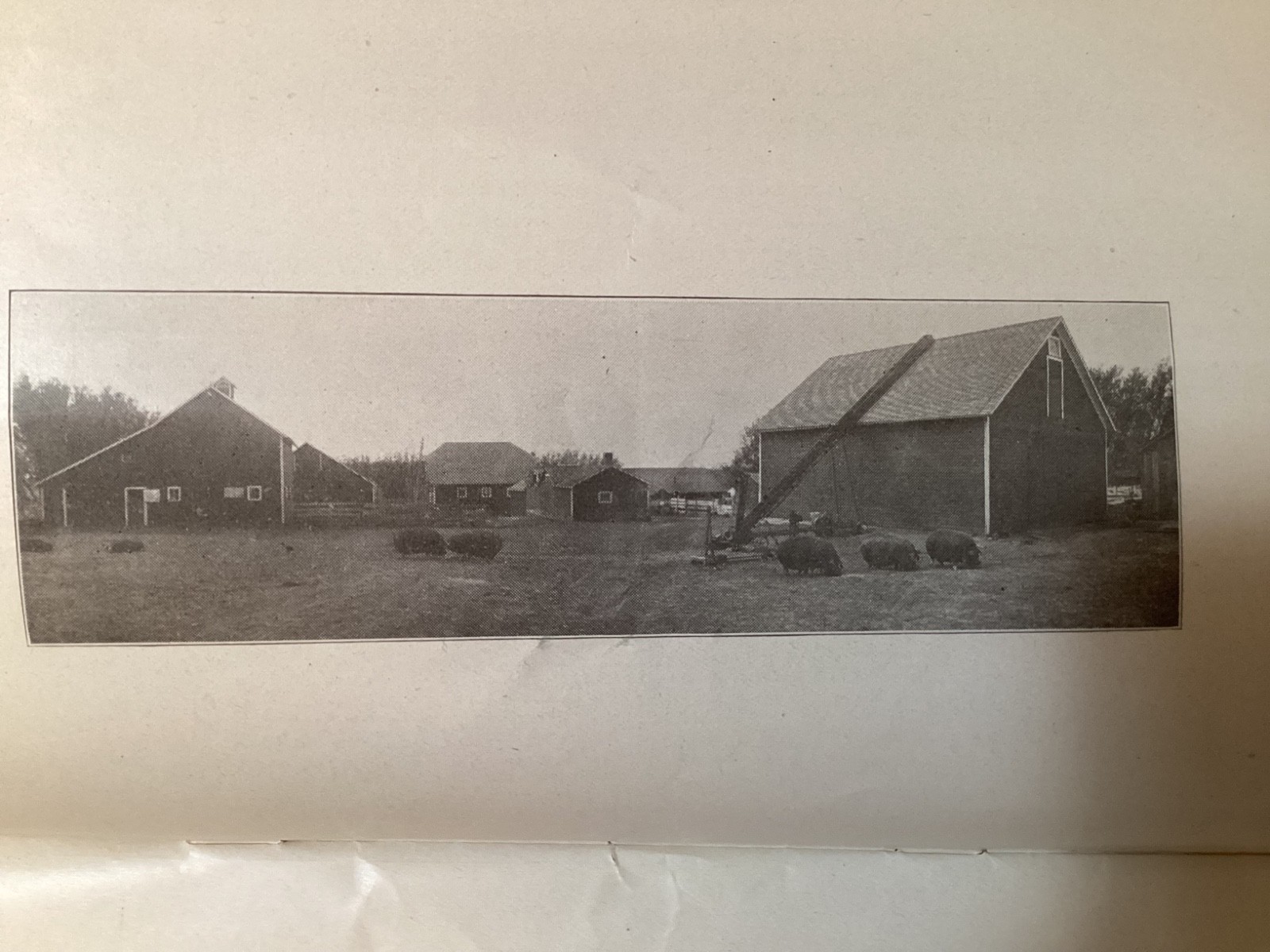 1913 Poland China Sows Sale Catalogue, Henry Dorr, Marcus IA