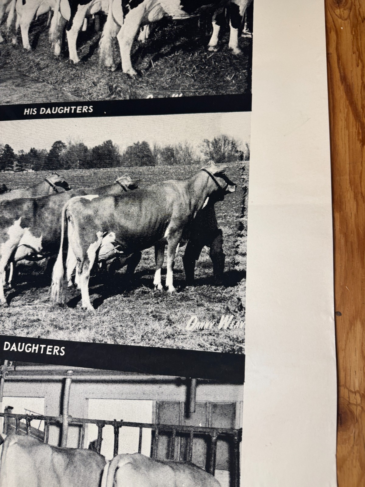 1970 Milk Line Bull Cow Dairy ABS American Breeders Service Advertising Poster