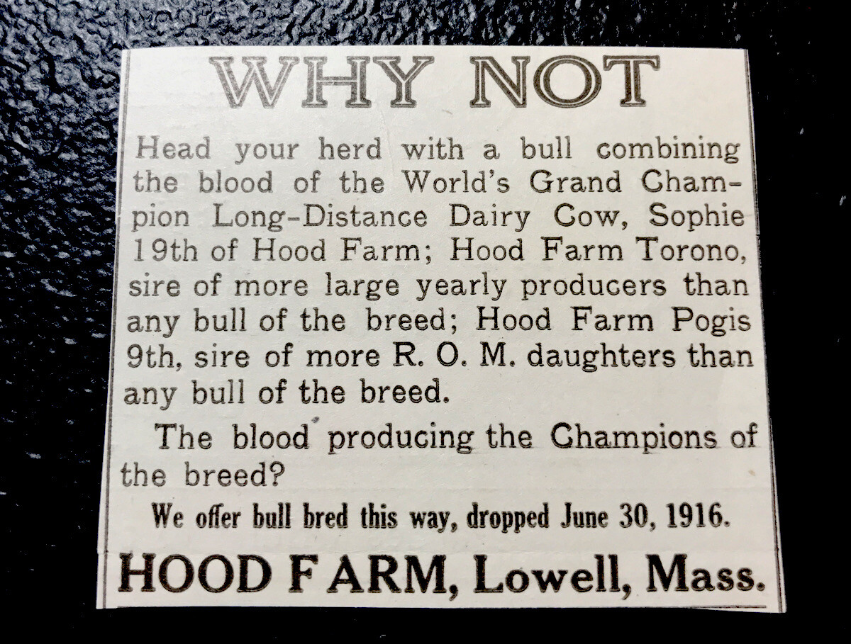 ORIGINAL 1917 Hood Farm Cattle Advertising – Cow – Lowell – Massachusetts