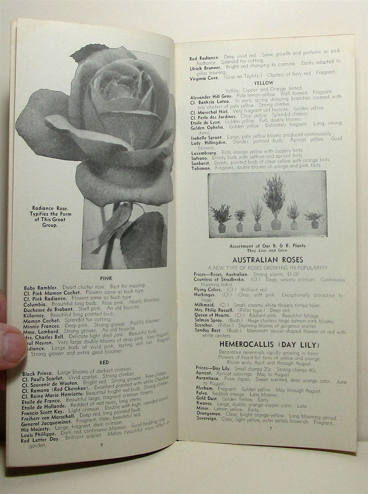1936 Griffing&rsquo;s Nurseries tree & plant buyer&rsquo;s guide, Glen Saint Mary Florida