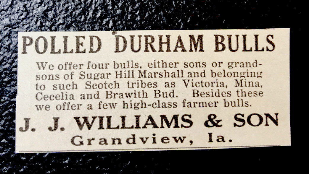 ORIGINAL 1917 Williams & Son Farm Cattle Advertising – Gradview – Iowa – Cow