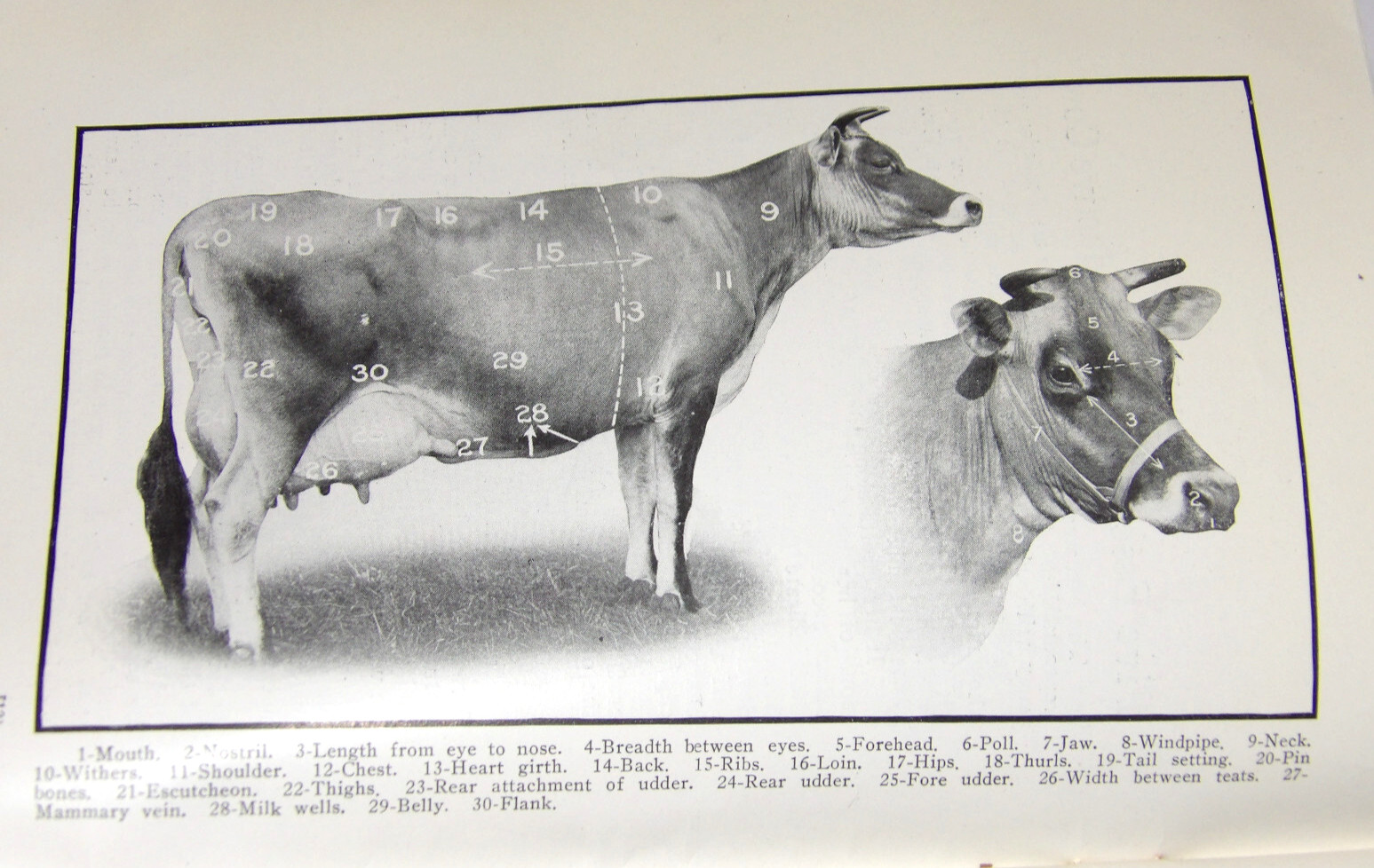 1911 VAN PELT&rsquo;S COW DEMONSTRATION BOOK! 1st EDITION! ILLUSTRATED! 5 ESSENTIALS!