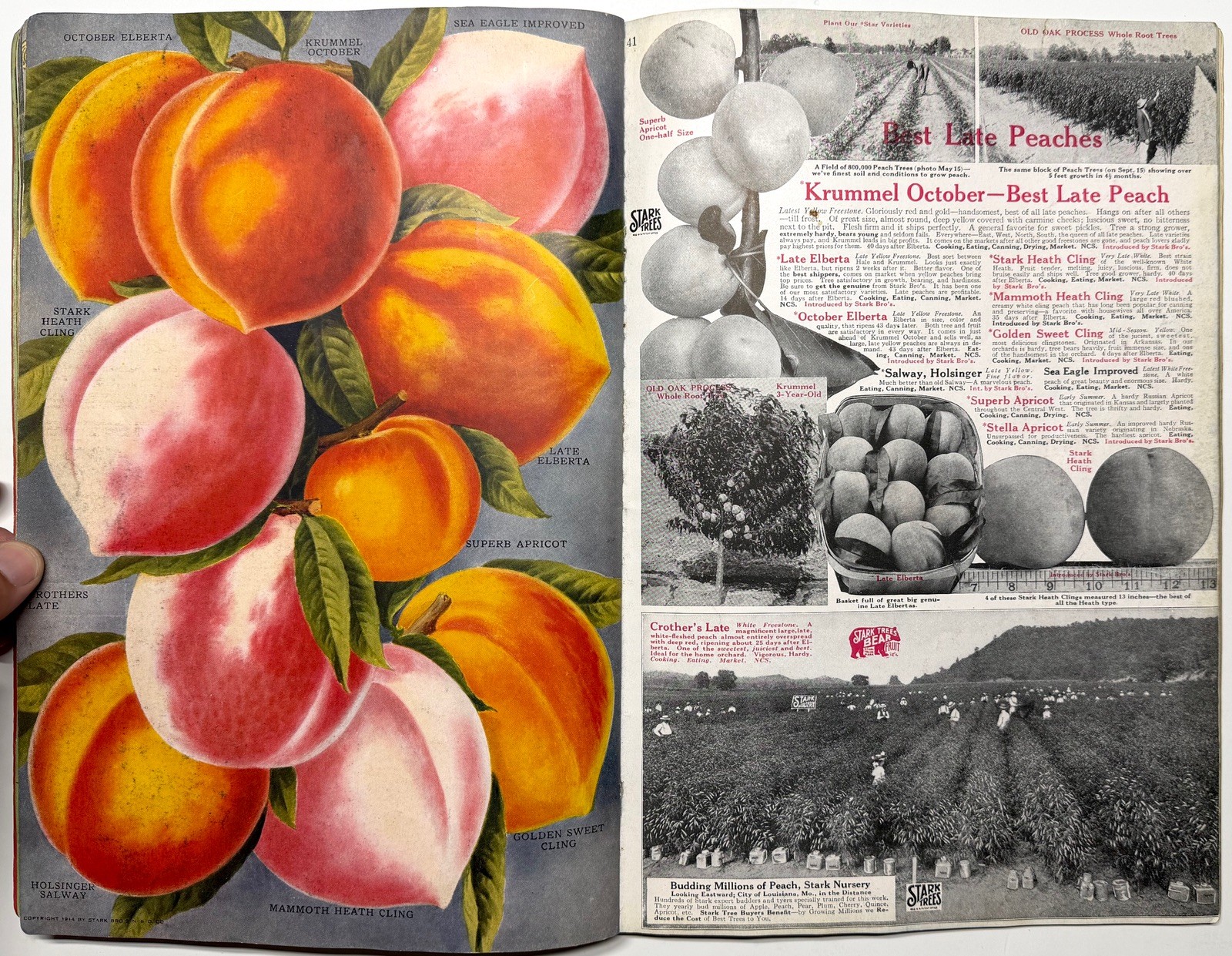 1922 STARK BROS 20TH CENTURY FRUITS NURSERY CATALOG GOLDEN DELICIOUS APPLE PEACH
