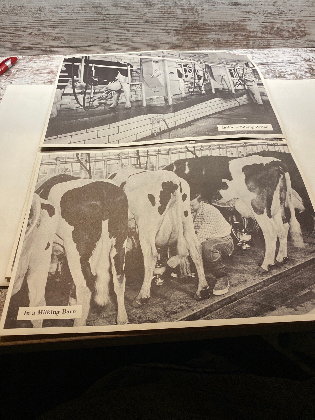 2 Vintage 9×13 Poster Black & White In A Milking Barn Inside A Milking Parlor