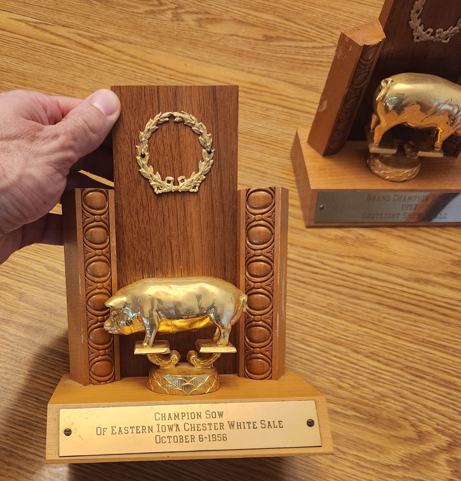 🐖1950s🔥RARE Pig Hog Trophy Champion Market Boar Sow CHESTER WHITES Iowa Sign