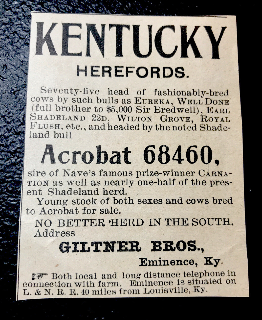 1900 Giltner Bros. Farm Cattle Advertising – Eminence – Kentucky – Cow