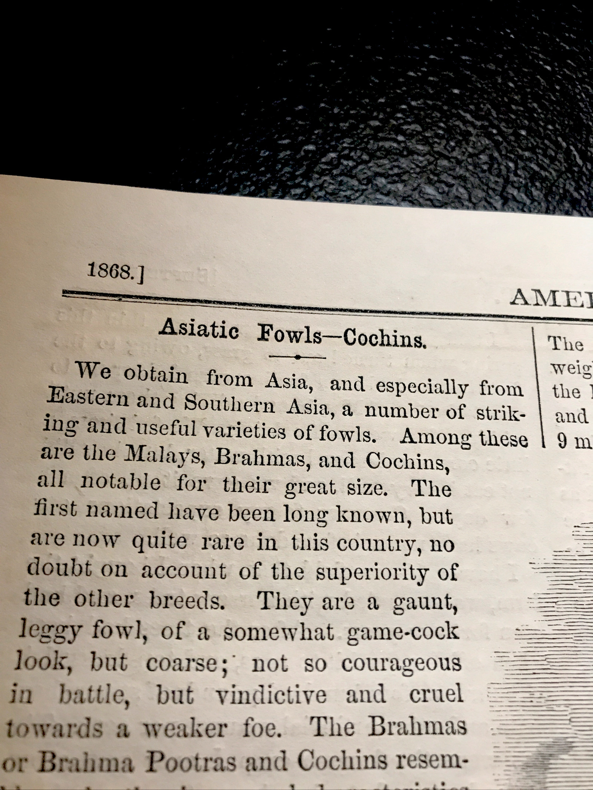 1868 Buff Cochin Cock & Hens Farm Engraving Advertising & Article