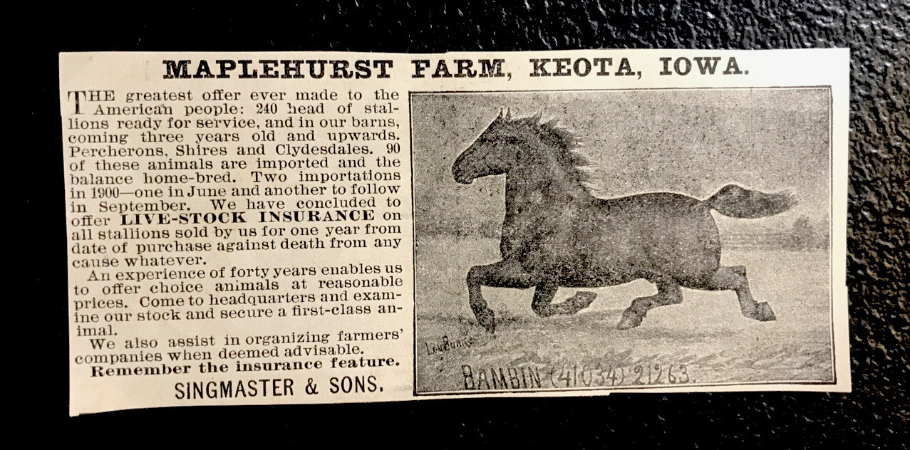 1900 Maplehurst Farm Horse Advertising – Keota – Iowa – Equestrian