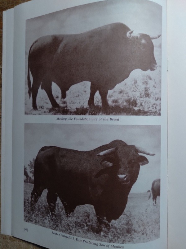 Brochure for Santa Gertrudis Beef Cattle Breed at the King Ranch Kingsville TX