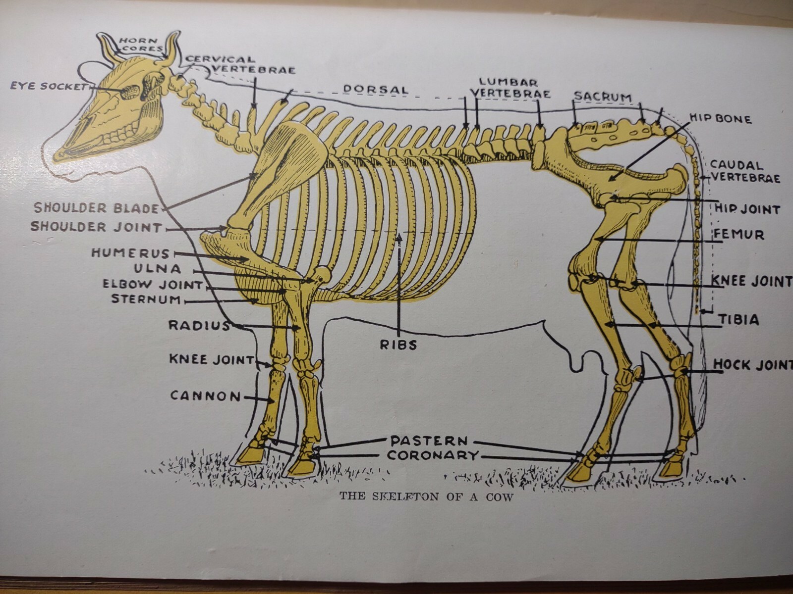 HOARDS DAIRYMAN FORT ATKINSON,WIS. COMMON AILMENTS OF FARM ANIMALS BOOK