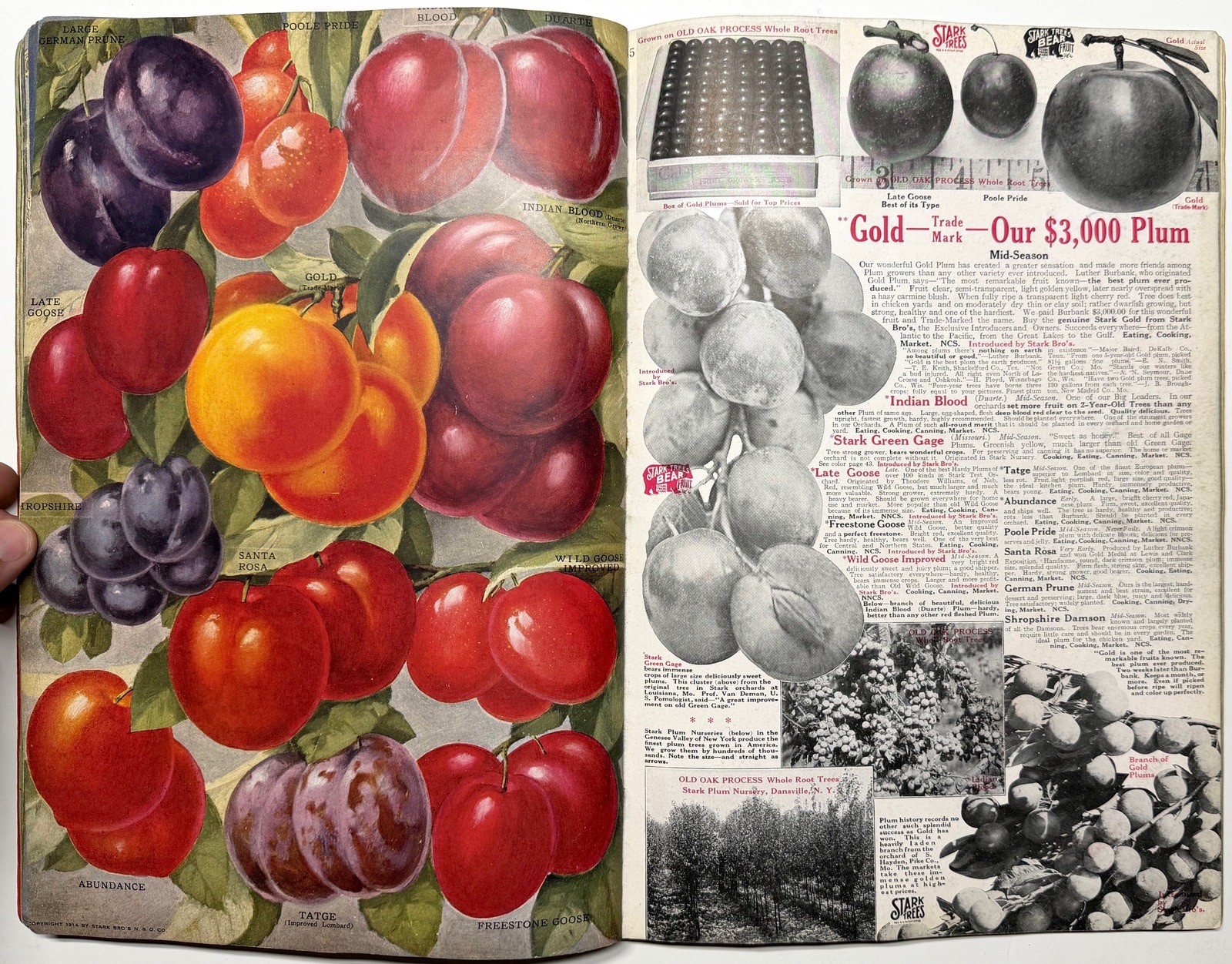 1922 STARK BROS 20TH CENTURY FRUITS NURSERY CATALOG GOLDEN DELICIOUS APPLE PEACH