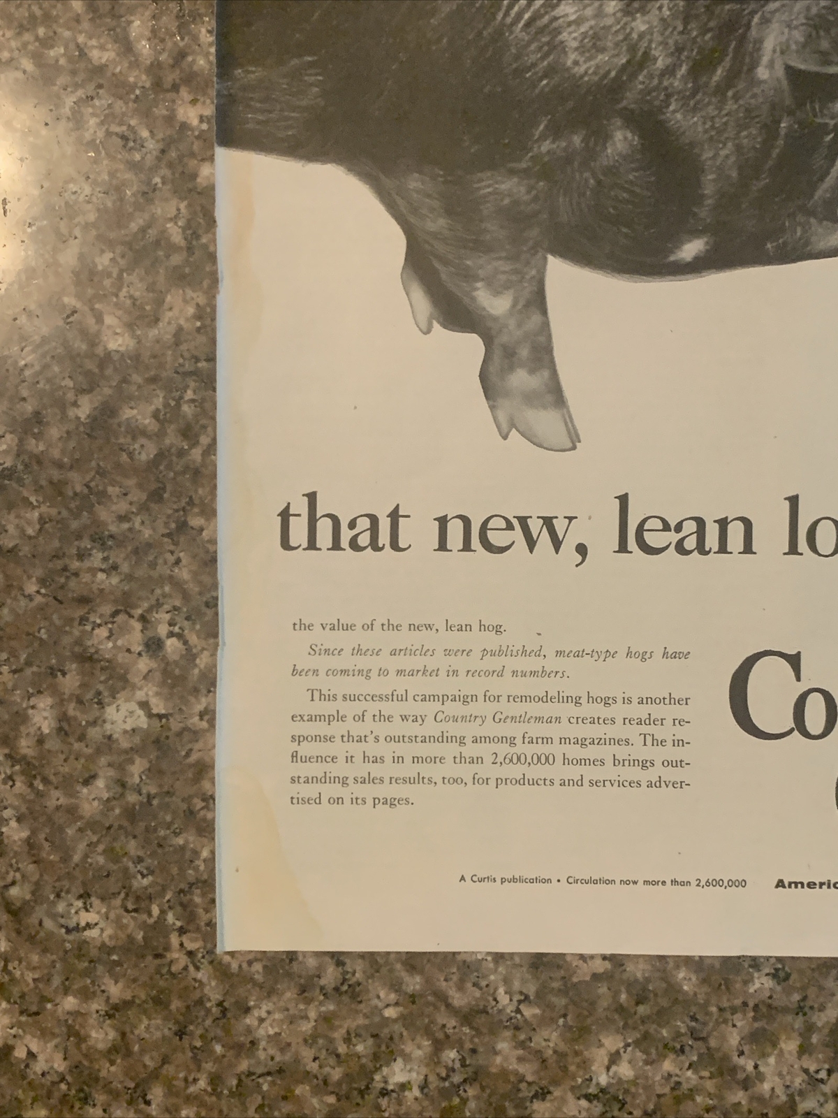 1954 Country Gentleman Magazine Promo PRINT AD Hog Has New Lean Look VTG 1950s