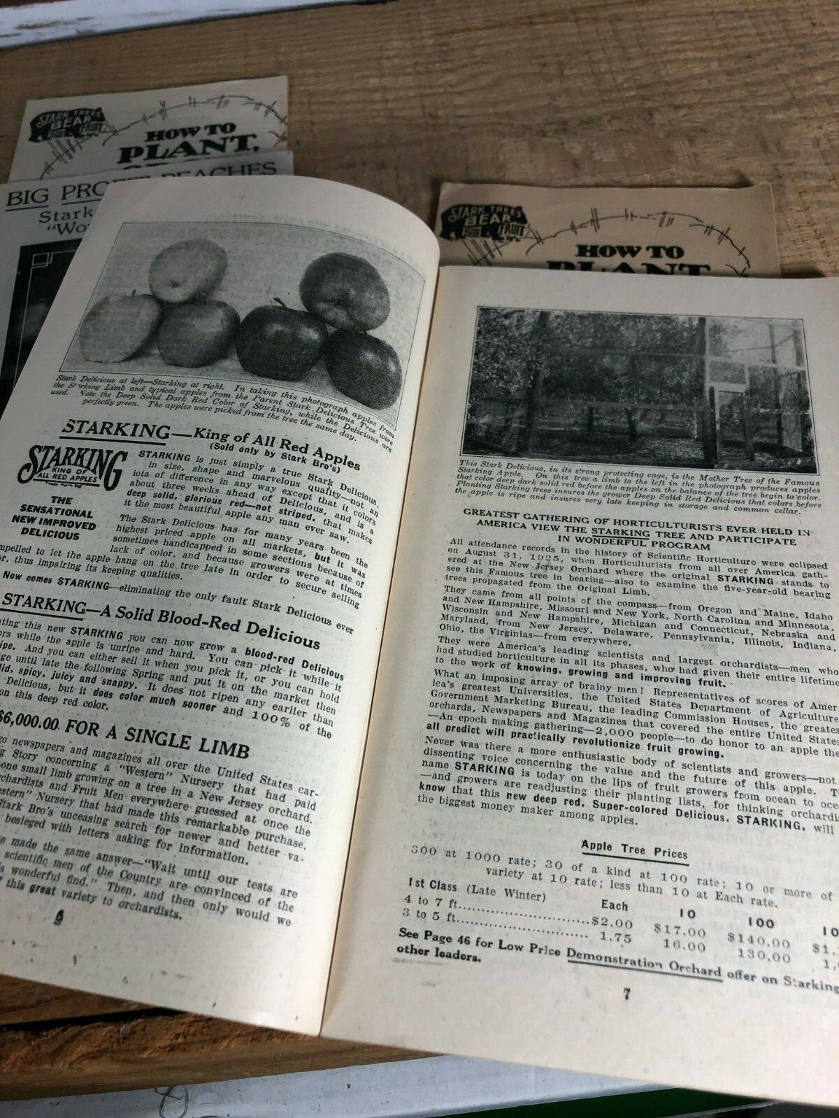 4 Vintage 1930s Stark Bro&rsquo;s Nurseries Orchard Fruit Trees Brochures Catalogs
