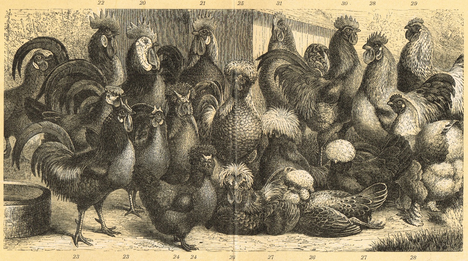 POULTRY 1895 Ducks Chickens Geese Turkey Antique Original Vintage PRINTS